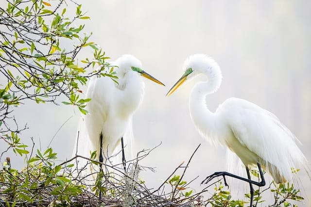 Photograph low country wildlife with a professional photographer - Photo 1 of 16